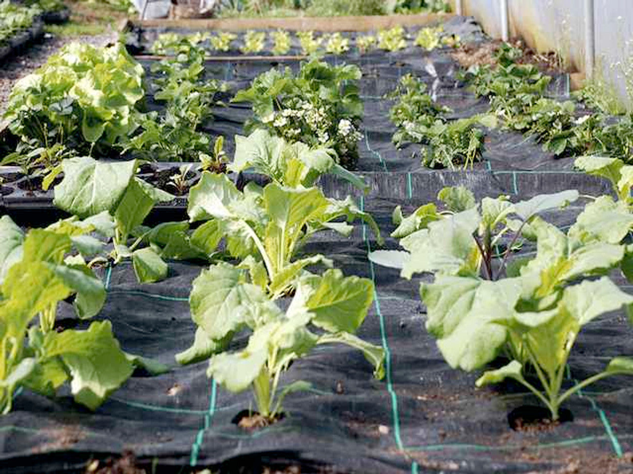 Botanify Pflanzmatte - Müheloses Pflanzen für Ihren Garten